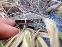 Paradorydium
