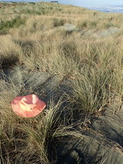 Paradorydium