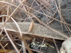 Paradorydium