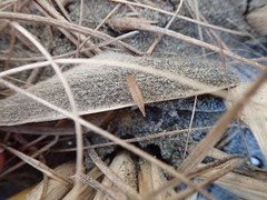 Paradorydium