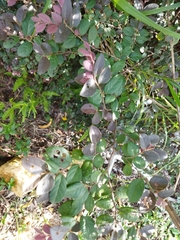 Loropetalum chinense rubrum