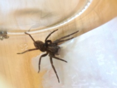 Uliodon albopunctatus