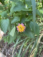 Lantana camara