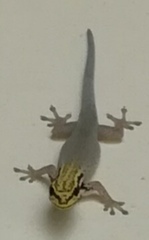 Lygodactylus picturatus