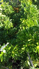 Heptapleurum arboricola