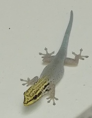 Lygodactylus picturatus