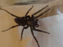 Uliodon albopunctatus