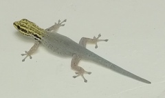 Lygodactylus picturatus