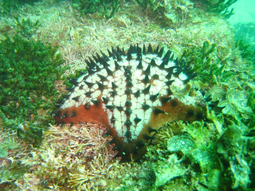 Chocolate Chip Sea Star