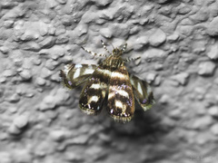 Litobrenthia grammodes