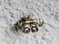 Litobrenthia grammodes