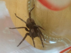 Uliodon albopunctatus