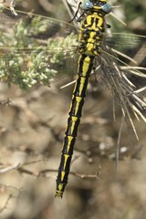 Gomphus graslinii