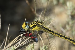 Gomphus graslinii