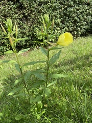 Oenothera rubricaulis