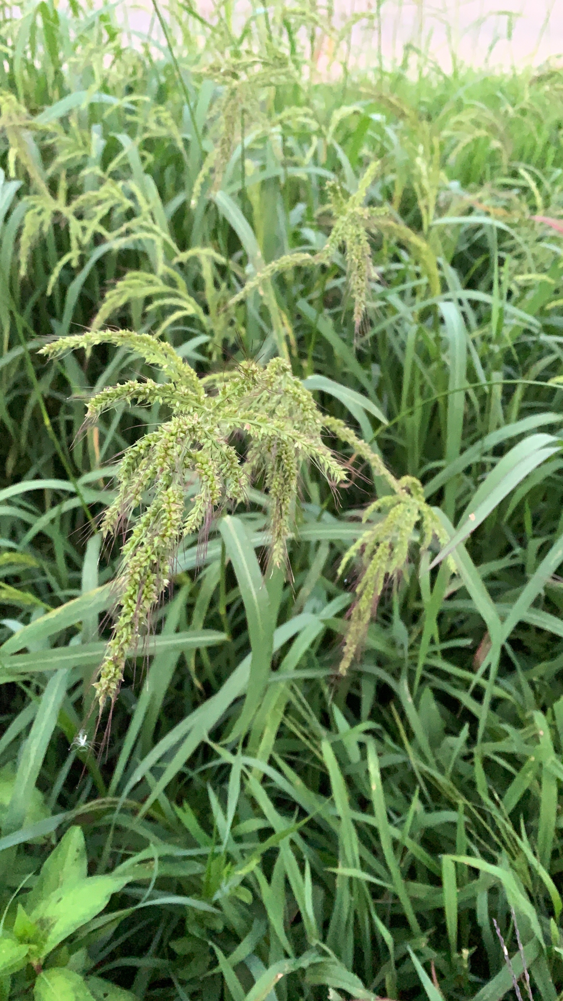 Grama Morada Eurasiatica Echinochloa Crus Galli Natusfera