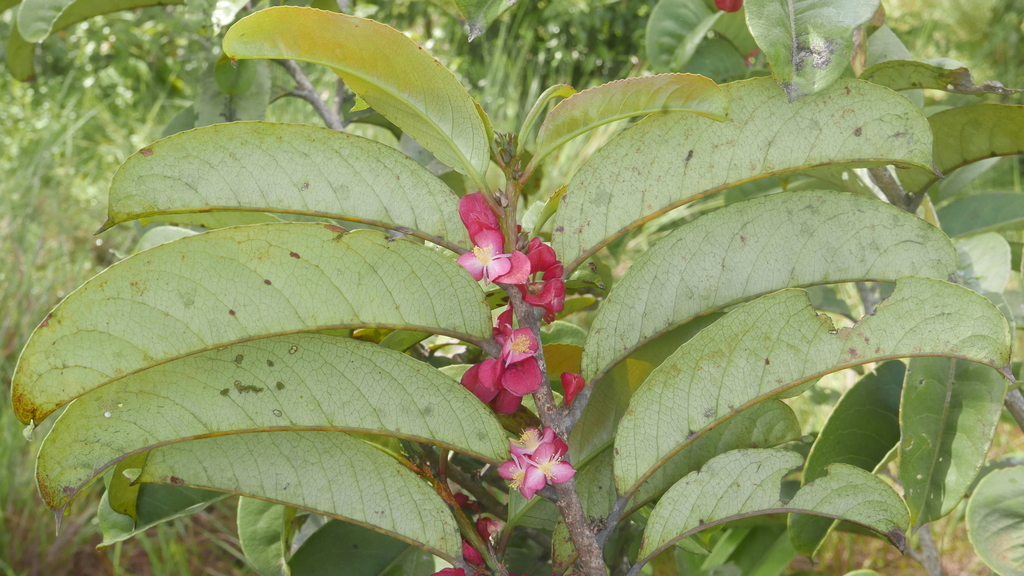 Tisonia