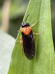 Monophadnus nigriceps