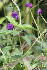 Stachytarpheta frantzii