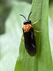 Monophadnus nigriceps