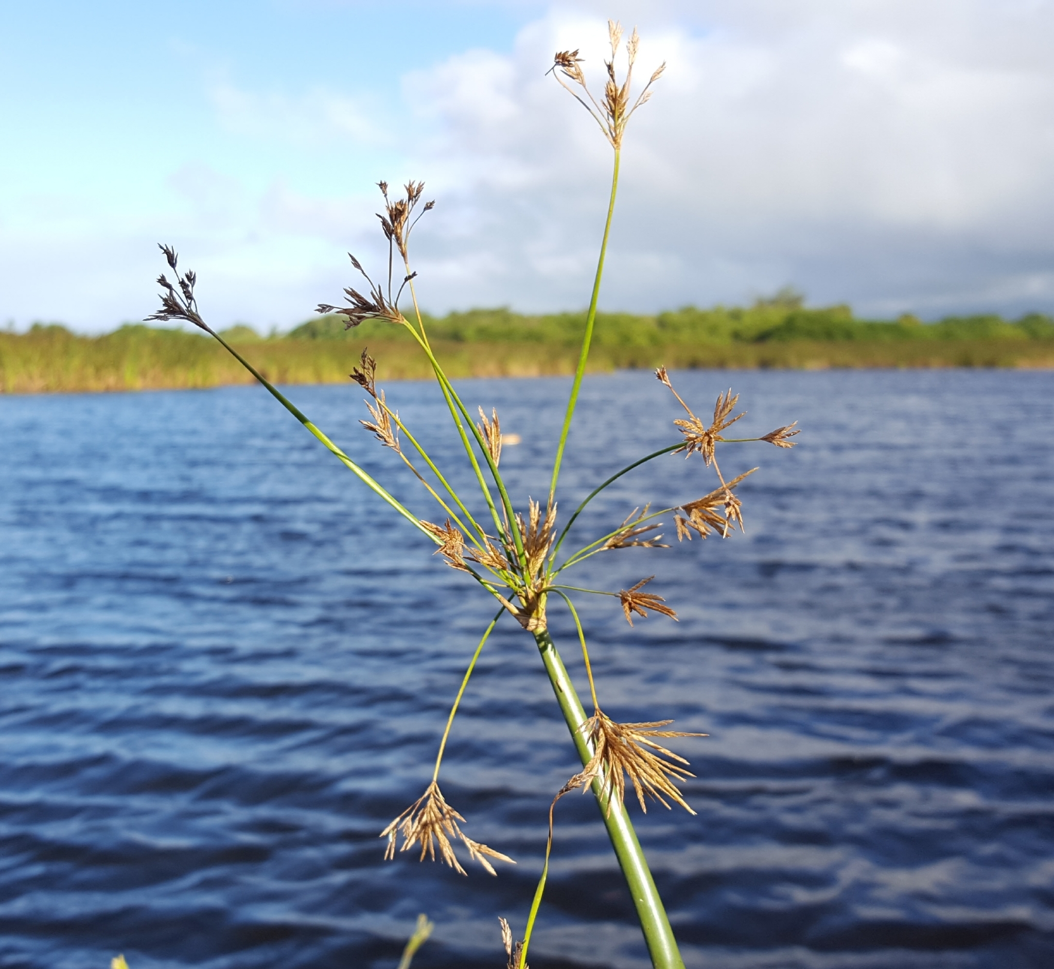 (c) François Rousseu, certains droits réservés (CC BY-NC) https://www.inaturalist.org/observations/86827991