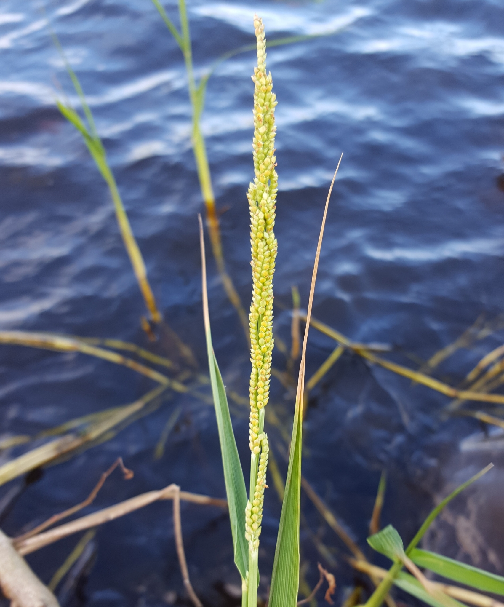 (c) François Rousseu, certains droits réservés (CC BY-NC) https://www.inaturalist.org/observations/86828022