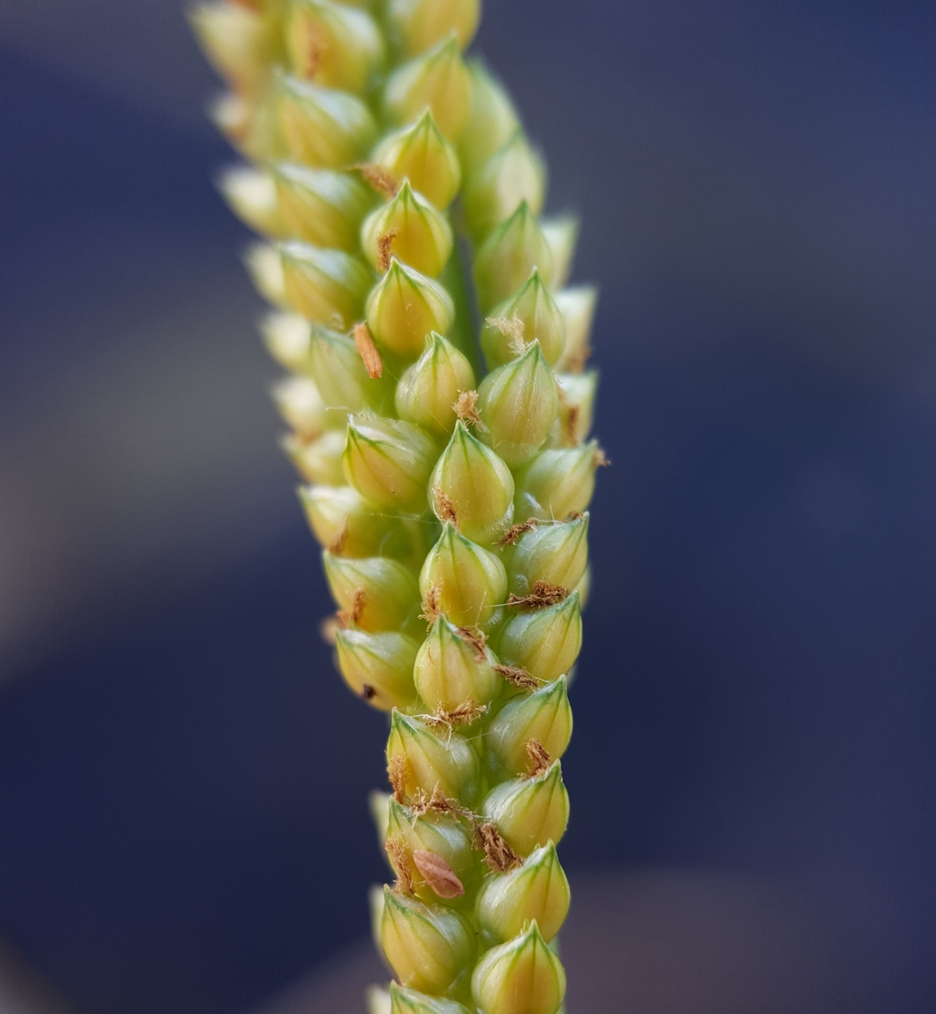 (c) François Rousseu, certains droits réservés (CC BY-NC) https://www.inaturalist.org/observations/86828022