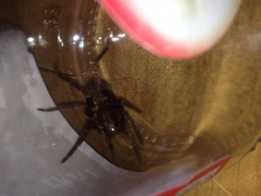 Uliodon albopunctatus