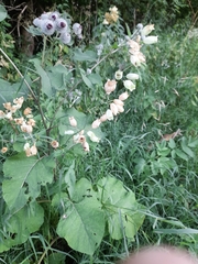 Silene vulgaris
