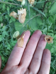 Silene vulgaris