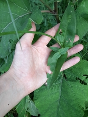Silene vulgaris