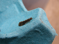 Proterodesma byrsopola