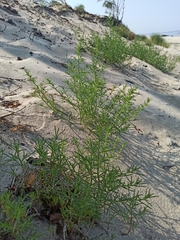 Salsoleae