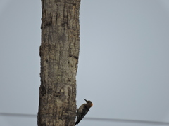 Melanerpes aurifrons