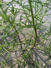 Salsoleae