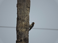 Melanerpes aurifrons