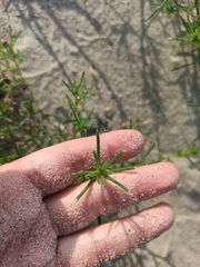 Salsoleae