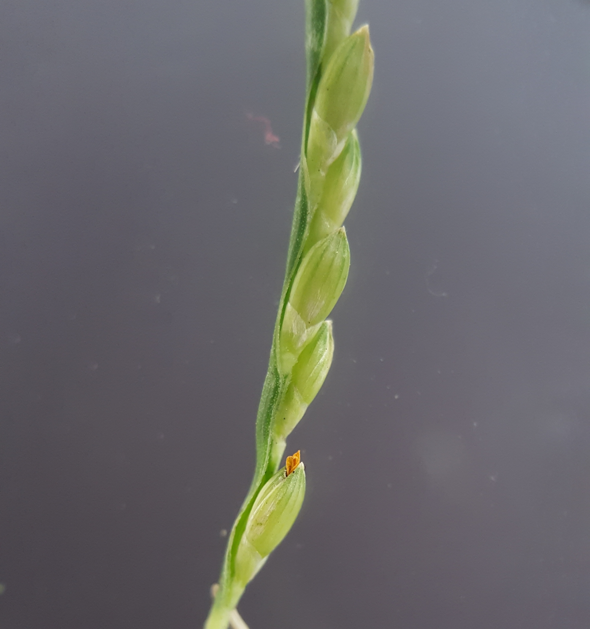(c) François Rousseu, certains droits réservés (CC BY-NC) https://www.inaturalist.org/observations/86828143