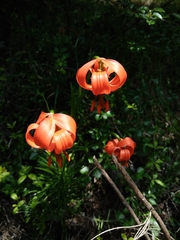 Lilium pomponium