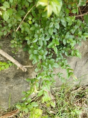 Sageretia thea