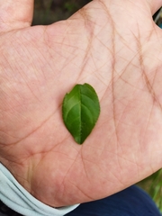 Sageretia thea