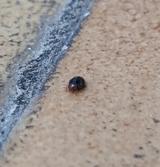 Scymnus rubromaculatus