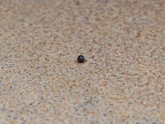 Scymnus rubromaculatus