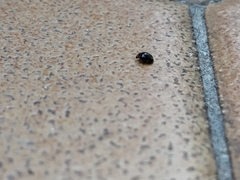 Scymnus rubromaculatus