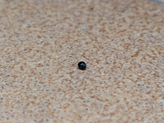 Scymnus rubromaculatus