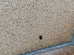 Scymnus rubromaculatus