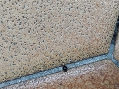 Scymnus rubromaculatus