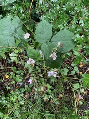 Rubus corylifolius