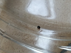 Scymnus rubromaculatus