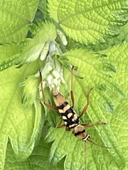 Chlorophorus quinquefasciatus